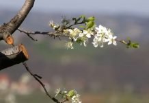 Zašto dolazi do opadanja cvetova, bez formiranja ploda?