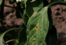 Paprika bakterioza neprijatna bolest plodova