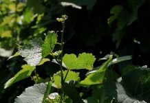 Plamenjača vinove loze