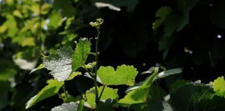 Plamenjača vinove loze