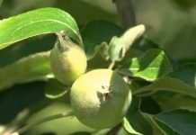 Proređivanje plodova jabuke u voćnjacima