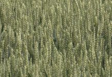 Analiza zdravstvenog stanja pšenice i preduzetih mera u Srednjem Banatu