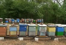 SPOS – Katastrofalna bagremova paša