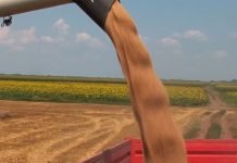 Savet stručnjaka – Ratari sačekajte sa prodajom pšenice