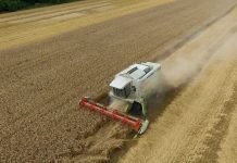 Ratari i stručnjaci – Prinos i kvalitet pšenice u Srbiji ispod očekivanog