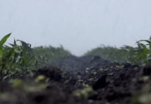 Potrebe za vodom kod povrća su od 150 do 650 mm