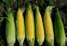 Kako sada posejati kukuruz i ostvariti dodatni prihod tokom leta