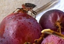 Braon mramorasta stenica najviše ugrožava voće, paradajz i kukuruz šećerac