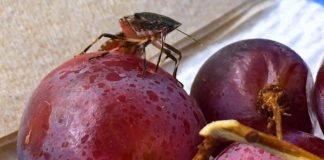 Braon mramorasta stenica najviše ugrožava voće, paradajz i kukuruz šećerac