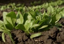 Korisni saveti za letnju setvu spanaća