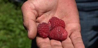 Kako do 300 din za kilogram maline?