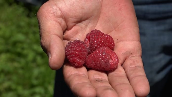 11maline