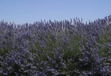 Lavanda – nekoliko načina za upotrebu