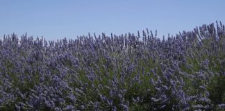 Lavanda – nekoliko načina za upotrebu