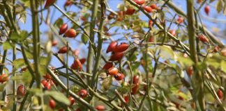Šipak – plantažni način gajenja ove zdrave biljke