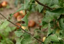 Kako zaštititi useve i zasade koje su oštetili oluja i grad