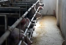 U Srbiji urađeno 290.000 aktivnih nadzora na afričku kugu svinja