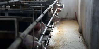 U Srbiji urađeno 290.000 aktivnih nadzora na afričku kugu svinja