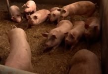 Sanirano pet žarišta afričke kuge svinja na području Čente