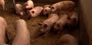Sanirano pet žarišta afričke kuge svinja na području Čente