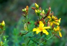 Kantarion – eliksir za sve