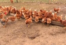 Slobodan uzgoj živine: Šta kokoškama nikako ne smete da dajete tokom leta