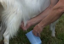 Kozje mleko donosi profit gazdinstvu