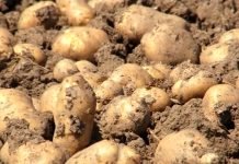 Kako da sačuvate zasad krompira od krompirovog moljca