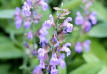 Žalfija – lek za stotinu boljki