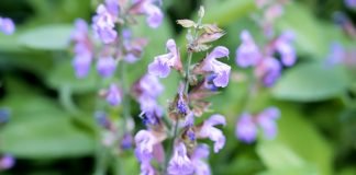 Žalfija – lek za stotinu boljki