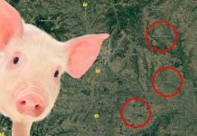 Afrička kuga svinja oborila cenu prasadi