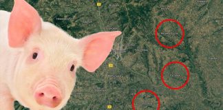 Afrička kuga svinja oborila cenu prasadi