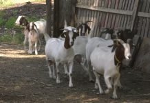 Uzgoj burskih koza na salašu Vase Zlokolice u Žablju