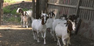 Uzgoj burskih koza na salašu Vase Zlokolice u Žablju