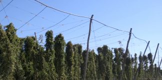 Raspisan javni poziv za voćarstvo, produženi pozivi za genetičke resurse, vinovu lozu i mleko