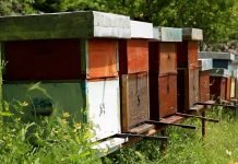 Pčelarima u Vojvodini 35 miliona dinara za nabavku društava i opreme