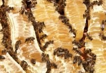 Koji su najvažniji poslovi u pčelinjaku tokom jula meseca?