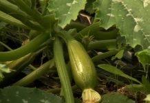 Nega tikvica u bašti