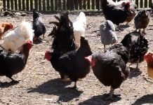 Kako sprečiti toplotni stres kod koka nosilja?