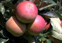 Gorka trulež jabuka – Simptomi i suzbijanje