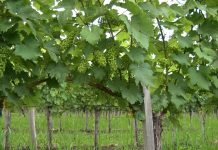 Kako orezati vinovu lozu u leto i zašto je to važno?