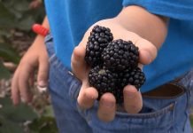 Osobine sorti kupina Čester Tornles i Loh Nes