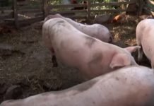 Ministarka Tanasković: Nema bojazni da će Srbija ostati bez svinjskog mesa