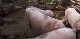 Ministarka Tanasković: Nema bojazni da će Srbija ostati bez svinjskog mesa