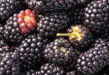 Da li je kupinu lakše proizvesti od maline?