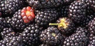 Da li je kupinu lakše proizvesti od maline?