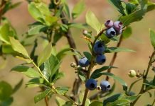 Nega borovnica u avgustu