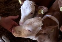 Da li tov bez koncentrata može dati profit?