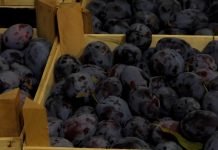 Čuvanje voća – Šljive nakon berbe što pre ohladiti