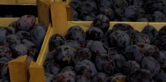 Čuvanje voća – Šljive nakon berbe što pre ohladiti